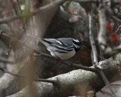 Setophaga nigrescens