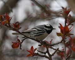 Setophaga nigrescens