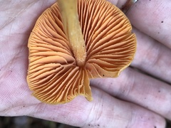 Entoloma quadratum