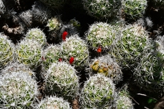 Mammillaria sphacelata