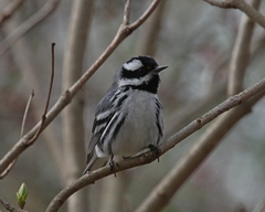 Setophaga nigrescens