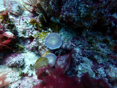 Marginopora