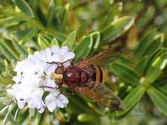Volucella zonaria