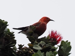 Himatione sanguinea