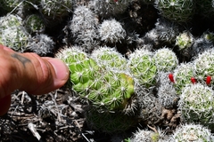 Mammillaria sphacelata