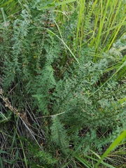 Filipendula vulgaris