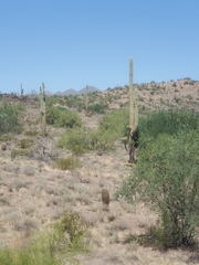 Carnegiea gigantea