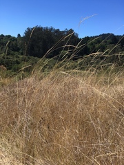 Piptochaetium stipoides