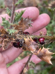 Disholcaspis prehensa