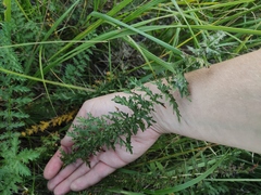 Filipendula vulgaris