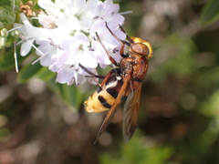 Volucella zonaria