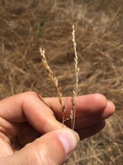 Piptochaetium stipoides