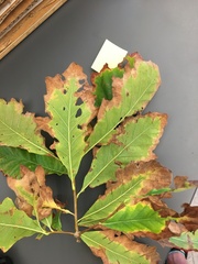 Quercus bicolor