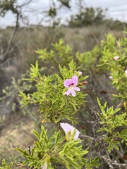 Pelargonium scabrum