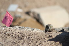 Athene cunicularia hypugaea