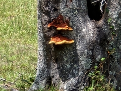 Inonotus