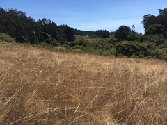 Piptochaetium stipoides