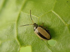 Phyllotreta armoraciae