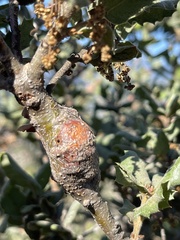 Andricus chrysolepidicola