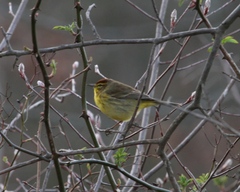 Setophaga palmarum hypochrysea