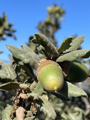 Andricus chrysolepidicola