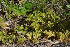 Rubus arcticus