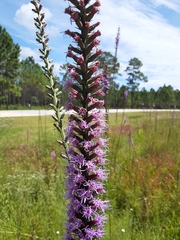 Liatris spicata