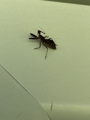 Acholla multispinosa