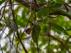 Leucolia violiceps