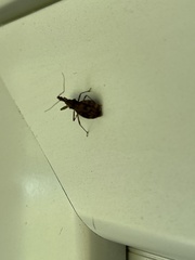 Acholla multispinosa