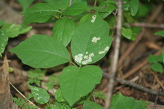 Cameraria guttifinitella