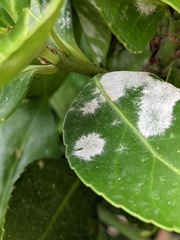 Erysiphe euonymicola