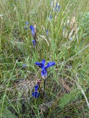 Gentianopsis thermalis