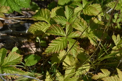 Rubus arcticus