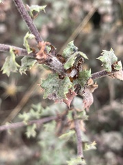 Quercus durata