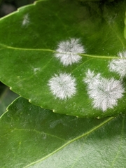 Erysiphe euonymicola