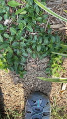 Euonymus fortunei