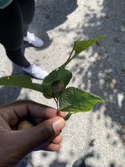 Pachypsylla