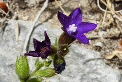 Anchusa hybrida