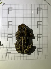 Sclerophrys pantherina