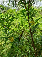 Heimia salicifolia