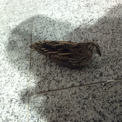 Coturnix coturnix