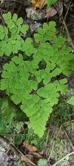 Adiantum capillus-veneris