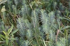 Euphorbia cyparissias