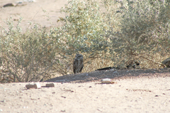 Athene cunicularia hypugaea