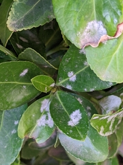 Erysiphe euonymicola