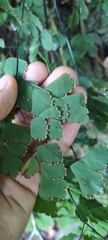 Adiantum tenerum