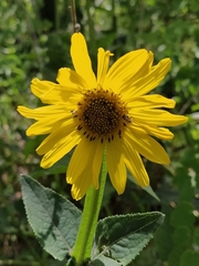 Verbesina tetraptera