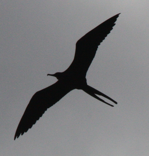Fregata magnificens