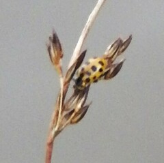 Hippodamia tredecimpunctata